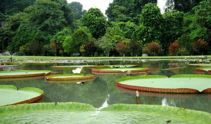 Kebun Bogor