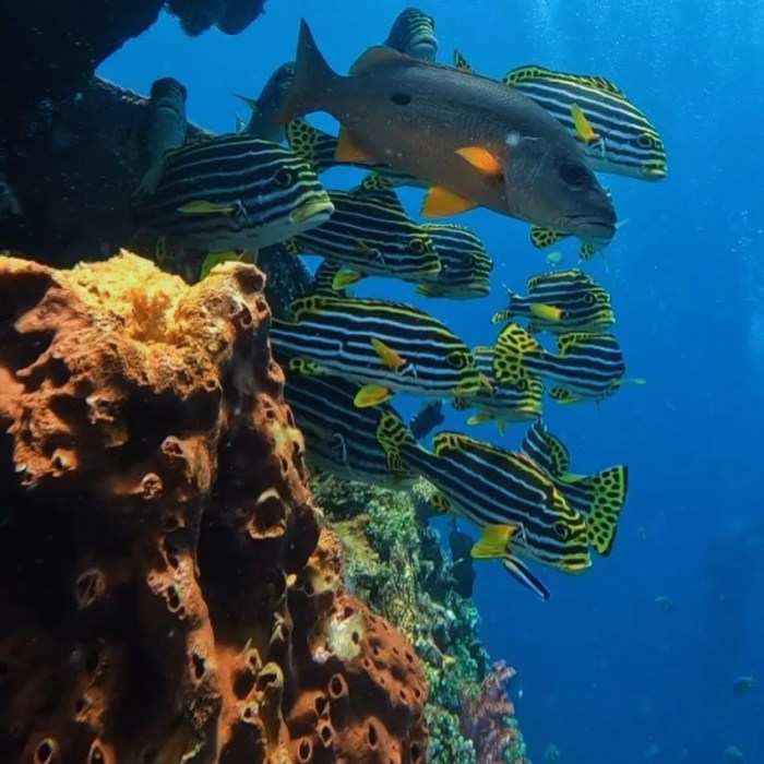 Spot Diving dan Snorkeling Terbaik di Indonesia
