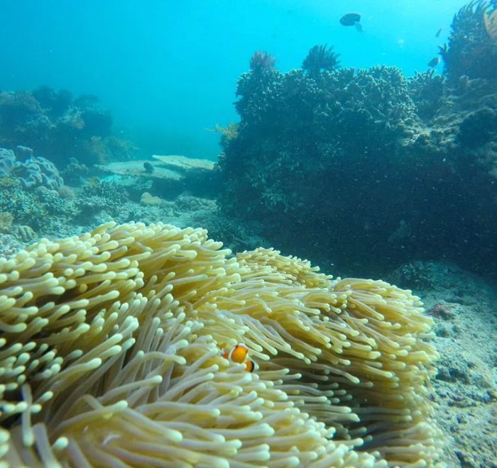 Spot Diving dan Snorkeling Terbaik di Indonesia