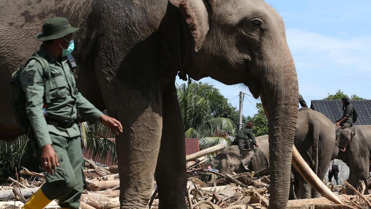 Revitalisasi RS Gajah di Sumatraakan Didukung Kerja Sama dengan India