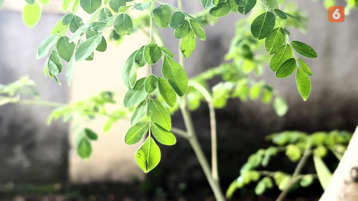 Atasi Asam Urat dengan Rutin Mengonsumsi Daun Kelor dan Jaga Pola Makan Anda