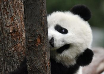Tingkah Lucu Panda Rayakan Ulang Tahun, Potensi Terakhir di Singapura