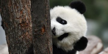 Tingkah Lucu Panda Rayakan Ulang Tahun, Potensi Terakhir di Singapura