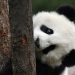 Tingkah Lucu Panda Rayakan Ulang Tahun, Potensi Terakhir di Singapura